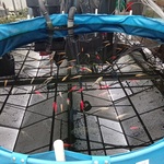 Vijverinstallatie inclusief vissen, O.a. Aquaforte