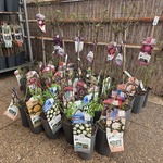 Partij rozenstruiken