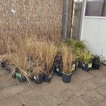 Partij planten