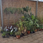 Partij planten