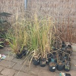 Partij planten