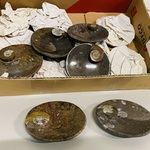 Ca. 12x Ammoniet schaaltjes