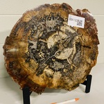 Versteend hout plak + standaard