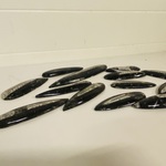 Ca. 13x Orthoceras punten