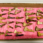 Ca. 33x Onchopristis tand