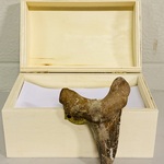 Otodus solokovi tand 8,6cm