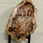 Versteend hout plak met standaard