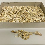 2x Kilo haaientanden ongesorteerd