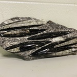 Plaat met orthoceras fossielen