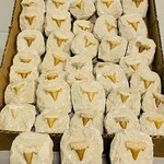 40 Haaientand in matrix