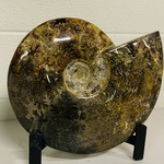 Ammoniet gepolijst met standaard