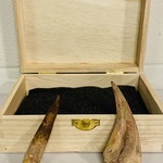 Spinosaurus klauw en tand