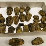 Ca. 26x Trilobiet fossiel
