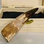 Spinosaurus tand 12cm