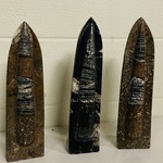 3 Orthoceras op standaard