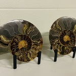 Ammoniet paar op metalen standaard