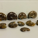 Ca. 10x Ammonieten