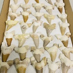 Ca. 35x Haaientand groot