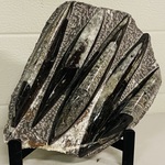 Versteende plaat met orthoceras fossielen