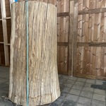 Decoratieve eiken boomstam