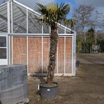 Palmboom in pot Fagus Sylvatica