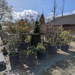 Partij diverse tuinplanten in pot