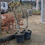 2x Olijfboom in pot Olea Europea
