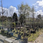 Partij tuinbomen in pot