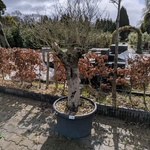 Olijfboom in pot