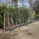 34x Klimplant in pot