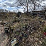 Partij planten en bomen in pot