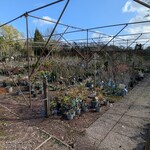 Partij planten en bomen in pot