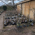 Partij planten en bomen in pot