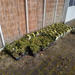 Partij planten in pot