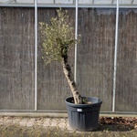Olijfboom in pot
