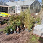 Partij planten in pot