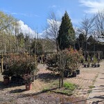 Partij planten en bomen in pot