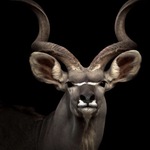 Schilderij gehard glas, koedoe