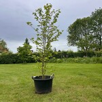 Liquidambar styraciflua (Amber boom)