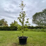 Liquidambar styraciflua (Amber boom)