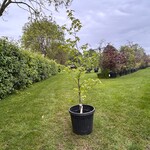 Liquidambar styraciflua (Amber boom)
