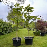 2x Aesculus hippocastanum (Paardenkastanje wit)