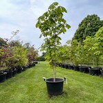 Aesculus hippocastanum (Paardenkastanje wit)