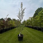 Populus alba (Zilver populier of witte Abeel)