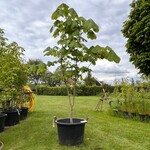 Aesculus hippocastanum (Paardenkastanje wit)