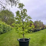 Liquidambar styraciflua (Amber boom)