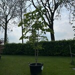 Aesculus hippocastanum (Paardenkastanje wit)