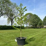 Aesculus hippocastanum (Paardenkastanje wit)