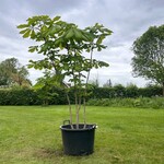 Aesculus hippocastanum (Paardenkastanje wit)