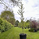 Liquidambar styraciflua (Amber boom)